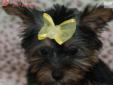 Price: $1795
The Yorkie is a wonderful companion! Known to be very affectionate, this little pint sized cutie could give kisses for days! This little dog is spunky, energetic, brave, loyal and clever. This little girl is just too cute to last.. Don't let
