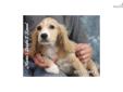 Price: $400
Ivan is a male mixed breed Cocker Spaniel and Cockapoo puppy.
Source: http://www.nextdaypets.com/directory/dogs/2553ba0d-9a81.aspx