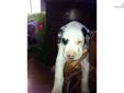 Price: $1000
This advertiser is not a subscribing member and asks that you upgrade to view the complete puppy profile for this Great Dane, and to view contact information for the advertiser. Upgrade today to receive unlimited access to NextDayPets.com.