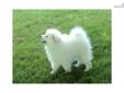 Price: $450
This is a UKC registered purple ribbon bred American Eskimo puppy. His sire is a champion eskimo. He is the dog in the picture. The puppy should mature to be about 12-14 pound. The puppy is PRA clear. Shipping is available for an extra $300.