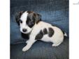 Price: $850
OUR LITTER IS HERE 02/18/2013. THIS LITTER IS AMAZING! WE HAVE 3 FEMALE BLK/WHT ROUGH COAT AND BROKEN COATS lEFT. FULL ROUGH COAT BLK/WHT. AKCFSS, NKC,UKC, CKC, 11# JACKNDOODLE ASPEN, SISTER TO OUR OWLLEY OOP, IS OUR MOMMIE THIS TIME AND SHE
