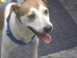 A fun, loving JRT mix My name is Pluto and I am a very fun-loving, affectionate boy. I have an endearing habit at times of wanting to walk, not by your side, but between your legs! I get along great with all my other foster dog siblings. I am extremely
