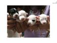 Price: $800
Male White with black patch on one eye Champion Father Microchip, Registered Parson Long leg variety
Source: http://www.nextdaypets.com/directory/dogs/b0f541bf-c3b1.aspx
