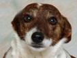 Jack, ironically a Jack Russel Terrier, is a very friendly dog. A family found him, took him in, and said he was a very sweet dog that likes a lot of loving. So please come give Jack a chance! Remember, puppies require lots of patience and attention. The