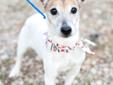 Terry is a very sweet and gentle girl. She is 9 years young and is an active and healthy pup. Don't be fooled by her age - she's got plenty of get up and go! When she's excited she's a bit of a pogo stick. She is very food motivated and also loves to