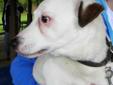 Lexy is a white, 7-year-old Jack Russell Terrier mix. When she wags her short little tail, her whole rear end wags with it! She's very friendly and happy. Come play with her. All dogs availlable for adoption are spayed or neutered, or will be before