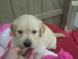 Price: $500
Are you looking for a Gorgeous AKC registered Golden Retriever male Puppy!?? Jackson is going to be the Most Gorgeous, perfect Puppy !He'll have his Puppy shots, dewormed & ready to be your new little furry Friend Wed June 19th AT 8 WKS OLD !