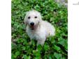 Price: $1250
Meet Jackson. He?s a sweet F1b Labradoodle. Bring adventure into your life with this daring little guy! Jackson can be shipped if needed to most major airports for a fee of $325, which will get him home to you up to date on his vaccinations