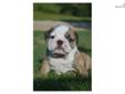 Price: $1500
JADA AND MAX ARE PROUD TO ANNOUNCE THEIR ENGLISH BULLDOG BABIES HAVE ARRIVED IF YOU WOULD LIKE TO GET ON THIS LIST PLEASE LET ME KNOW. THESE TWO HAVE AMAZING COLORS. 1ST GIRL PIC IS TAKEN, I HAVE 2 MORE GIRLS AND 1 BOY. COLORS ARE RED