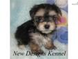 Price: $550
VIDEO OF THIS LOVELY PUPPY IS AVAILABLE ON OUR WEBSITE AT: www.newdesignskennel.com Sweet little Jake is a tiny cross between a purebred Yorkshire Terrier mom and a purebred Maltese dad. He is the best of both breeds with his silky hair, big