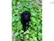 Price: $1250
Janet is a cute F1b Labradoodle. She loves to play! Donna will arrive at your home up to date on his vaccinations and healthy. She never meets a stranger. Don?t miss out on this opportunity to gain a loyal companion.
Source: