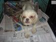 Price: $200
This advertiser is not a subscribing member and asks that you upgrade to view the complete puppy profile for this Japanese Chin, and to view contact information for the advertiser. Upgrade today to receive unlimited access to NextDayPets.com.