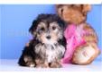 Price: $699
Jasmine is our female Morkie. Both of her parents are the freindliest dogs ever. She is the most playful one of the litter! Jasmine comes with a one year health warranty and is up to date on her shots and dewormings. She can be microchipped