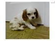 Price: $1000
Jason is a cute Blenheim Cavalier. He loves to play! Jason will arrive at your home up to date on his vaccinations and healthy. He never meets a stranger. He can be shipped if needed to most major airports for a fee of $325, which will get