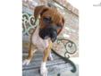 Price: $800
This breed is lively and strong, extremely loyal. Jasper is ckc registered, microchipped and Dr. Examined. Boxers can be 65-80 lbs with your males closer to the 80 pound range. Stop by our clinic to meet this beautiful puppy. We offer