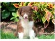 Price: $550
This spunky Border Collie puppy is ready for a forever family. She is ABCA registered, vet checked, vaccinated, wormed and health guaranteed. This puppy is friendly, loving and very playful! Please contact us for more information or check out