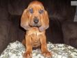 Price: $700
we have a beautiful litter of AKC dark red blood hound puppys. we will hold your puppy with a 100 deposit, might can help a little with driving if coming out of state. please call 304 924 6778 for more info
Source: