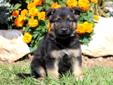 Price: $595
This German Shepherd puppy will make you smile. He is AKC registered, vet checked, vaccinated, wormed and comes with a 1 year genetic health guarantee. This puppy will make a great protection dog. His momma is hip certified. Please contact us