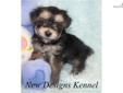 Price: $550
VIDEO OF THIS LOVELY PUPPY IS AVAILABLE ON OUR WEBSITE AT: www.newdesignskennel.com Sweet little Jerry is a tiny cross between a purebred Yorkshire Terrier mom and a purebred Maltese dad. He is the best of both breeds with his silky hair, big