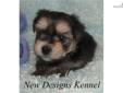 Price: $550
VIDEO OF THIS LOVELY PUPPY IS AVAILABLE ON OUR WEBSITE AT: www.newdesignskennel.com Sweet little Jiminy is a tiny cross between a purebred Yorkshire Terrier mom and a purebred Maltese dad. He is the best of both breeds with his silky hair, big