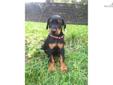 Price: $950
This advertiser is not a subscribing member and asks that you upgrade to view the complete puppy profile for this Doberman Pinscher, and to view contact information for the advertiser. Upgrade today to receive unlimited access to