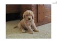 Price: $800
At http://www.angelbreezepuppies.com this is GOLDENDOODLE: TEDDY (M). He is lively jolly lil boy. Love to play around. Ready to be picked up by July 05,2013! Dean and Erma Yoder live in Beautiful Coshocton County Ohio and have been breeding