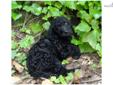 Price: $1250
Josh is a cute F1b Labradoodle. He loves to play! Josh will arrive at your home up to date on his vaccinations and healthy. He never meets a stranger. Don?t miss out on this opportunity to gain a loyal companion.
Source: