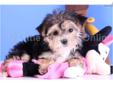 Price: $799
Josie is a wonderful Morkie!! She is a spunky healthy puppy. This little pup will warm your heart. Please contact us with any questions regarding Josie. She is up to date on her shots and dewormings and comes with a one year health warranty.