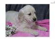 Price: $775
At http://www.albarkkennels.com this is ENGLISH CREME RETRIEVER: JUSTIN (M). JUSTIN is a gentle little man. He loves to follow you and sleep on your toes. He will give your family many wonderful years of great love, joy, and happiness. Ready