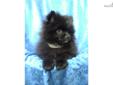 Price: $800
This advertiser is not a subscribing member and asks that you upgrade to view the complete puppy profile for this Pomeranian, and to view contact information for the advertiser. Upgrade today to receive unlimited access to NextDayPets.com.