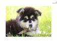 Price: $1250
This is Zhara's stunning black and white, wooly girl, Julia. Zhara, the mother, is a beautiful black and white wooly girl weighing 128 pounds. Rage, the father, is a gorgeous, red and white wooly male weighing 130 pounds. This litter is the