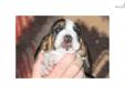 Price: $1450
Champion Bloodline Basset Hound Puppy Born on Febraury 14, 2013 Jesse's girl Julite a beautiful Tri-colorred. Julite is a very high quality bloodline basset with a great many Champions in her family. Born from our on Rustbud Bloodline that