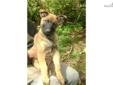 Price: $1200
Male Belgian Malinois puppy for sale. Breed: Belgian Malinois Sex: Male Birthdate: 02-07-2013 Champion bloodlines: Yes Champion sired: No Show potential: Yes Price: $1500 USD What's included: Registered/registerable, Current vaccinations,