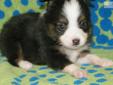 Price: $500
Kala is a nice little black tri. She will mature to a toy. At 5 weeks she weighed 1.4 pounds. Her sire is Beau, an 11" red tri with amber eyes. Her dam is a 10" blue merle with blue eyes. She will be ready for her new home 8/26.
Source: