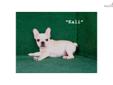 Price: $2200
Kali is a super cute and cobby female French bulldog puppy! She is a very high quality French bulldog pup with awesome conformation. She is beautiful cream & white color. She has perfectly erect ears, and a perfect short screwtail. She is