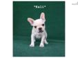Price: $2200
Kali is awesome!!! She is an adorable, cobby very petite french bulldog puppy! She is AKC registered andÂ is a very high quality French bulldog puppy - with awesome conformation! She is a cream with white strip on face and has perfectly erect