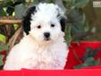 Price: $500
This spunky Shihpoo puppy is cute as can be. He is raised in a wonderful environment, loved on daily and will make a great addition to your family. This puppy is vet checked, vaccinated, wormed and comes with a 1 year genetic health guarantee.