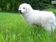 Price: $550
This advertiser is not a subscribing member and asks that you upgrade to view the complete puppy profile for this Great Pyrenees, and to view contact information for the advertiser. Upgrade today to receive unlimited access to NextDayPets.com.