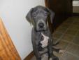 Price: $1500
This advertiser is not a subscribing member and asks that you upgrade to view the complete puppy profile for this Great Dane, and to view contact information for the advertiser. Upgrade today to receive unlimited access to NextDayPets.com.