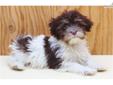 Price: $1999
Looking for the Best dogs in the World? You just found them! Rarity, Beauty, Sturdiness, Intelligence, and Playfulness all in one package. Every time we take one of these puppies for a walk, at least one, sometimes several people will gush,