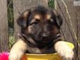 Price: $600
Beautiful! These little ones will be ready to go at 8 wks old and can be shipped by ground or air. Our German Shepherds are large ,most will weigh in at 100+ at 3 yrs old. We have American and German Bloodlines. They will be up to date on all
