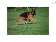 Price: $700
434-382-9254 Von Der Kedeca german shepherds! At Kedeca we specialize in the German Shepherd. All of our dogs are AKC Registered . My Shepherds are family raised in my home, with my children and grand children. My shepherds are breed for
