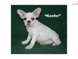 Price: $1500
Keefer is adorable! He is AKC registered andÂ is a very high quality french bulldog - with awesome conformation! He is a white & cream and has perfect ears and screwtail. He has a very bubbly, playful personality and everything else you could