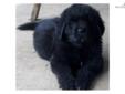 Price: $650
This advertiser is not a subscribing member and asks that you upgrade to view the complete puppy profile for this Newfoundland, and to view contact information for the advertiser. Upgrade today to receive unlimited access to NextDayPets.com.