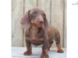 Price: $395
Kenny is a choc. smooth-coat. His mother is choc. and weighs 11 lbs. His sire is a red/black smooth coat weighing 12 lbs. *Kenny will come with AKC litter papers, current vaccinations, health record, and his dew claws have been removed. He