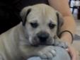 Price: $1500
This advertiser is not a subscribing member and asks that you upgrade to view the complete puppy profile for this South African Boerboel, and to view contact information for the advertiser. Upgrade today to receive unlimited access to