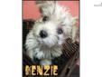 Price: $500
Kenzie is ckc registered, microchipped and has all five of her vaccinations. This little girl weighs a bit over 4 lbs. She comes with a full Dr. Exam and health guarantee. She's a very friendly and intelligent pup. Give us a call or stop by,