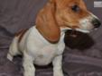Price: $400
This advertiser is not a subscribing member and asks that you upgrade to view the complete puppy profile for this Dachshund, and to view contact information for the advertiser. Upgrade today to receive unlimited access to NextDayPets.com. Your