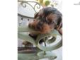 Price: $850
KERMIT IS A VERY PLAYFUL LITTLE YORKIE! HE IS CKC REGISTERED, MICROCHIPPED, DR. EXAMINED, AND READY TO GO TO HIS NEW HOME. WE OFFER FINANCING AT 0% INTEREST FOR 6 MONTHS WITH APPROVED CREDIT. CALL OR STOP BY TO MEET HIM. 601-264-5785
Source: