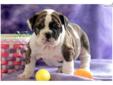 Price: $1800
This precious English Bulldog puppy will melt your heart! She is family raised in the house with the Miller family. This puppy is super friendly, playful and well socialized. She is AKC registered, vet checked, vaccinated, wormed and comes